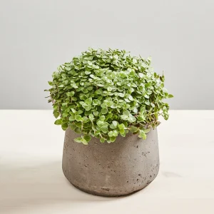 Smużyna płożąca (callisia repens)