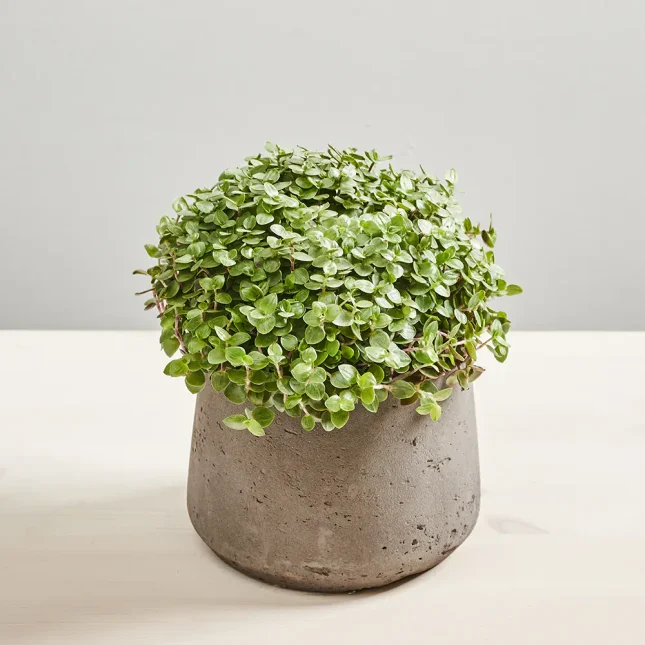 Smużyna płożąca (callisia repens)
