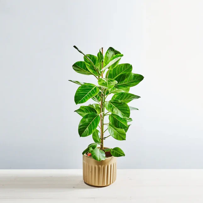 MS111k_0005_MS11 5 Fikus bengalski altissima 'variegata' (ficus)