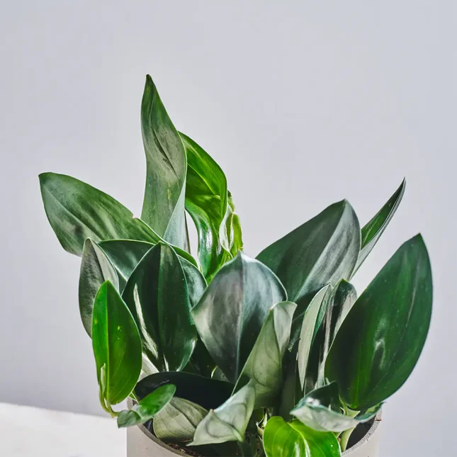 MS1k10_0089_MS10 90 MS1k10_0089_MS10 90