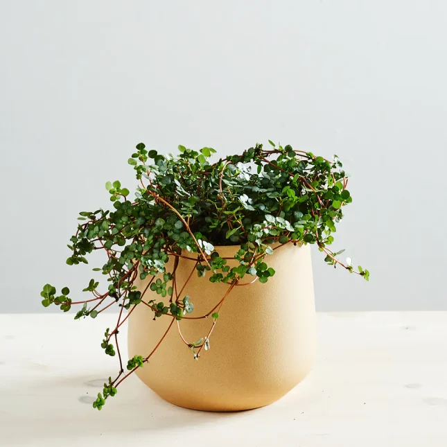 MS1k9_0069_MS9 69 Pilea glaucophylla greyzy