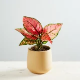Aglaonema valentine