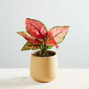 Aglaonema valentine
