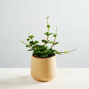 Peperomia tetraphylla hope