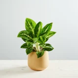 Aglaonema lemon mint