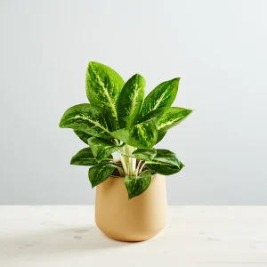 Aglaonema lemon mint
