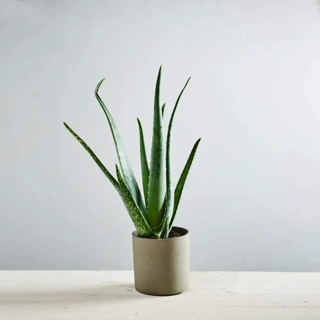 MS1k9_0125_MS9 125 Aloes zwyczajny (aloe vera)