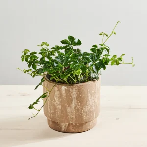 Cissus pasiasty (cissus striata)
