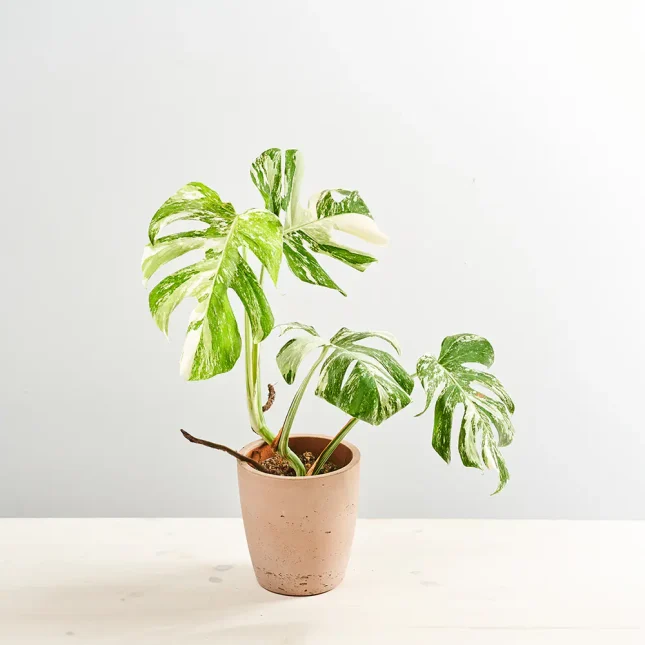 MS1k9_0363_MS9 366 Monstera deliciosa variegata