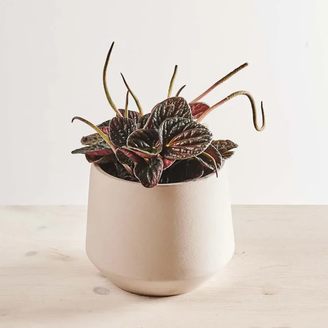 MS6_1k_0098_0523SZKLARNIA 98 Peperomia caperata chocolate ripple