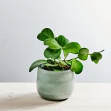 Hoya kerrii