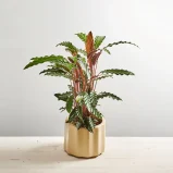 Calathea rufibarba