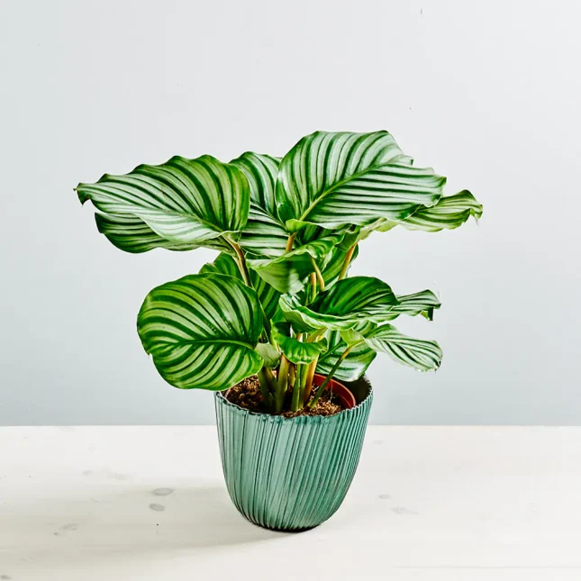 MS1k10_0035_MS10 36 Calathea orbifolia