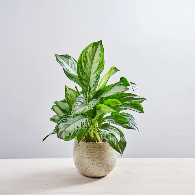 MS1k10_0095_MS10 97 Aglaonema silver bay