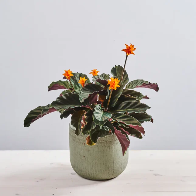 MS1k10_0120_MS10 122 Calathea crocata