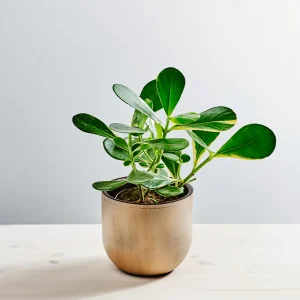 Kluzja rosea variegata  (clusia)