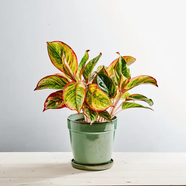 Aglaonema jamaica red