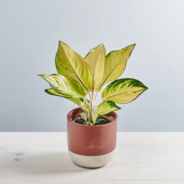 MS141k_0000_MS14 0 Aglaonema gold