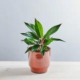 Aglaonema Sapphire