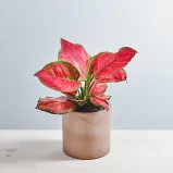 Aglaonema red joy