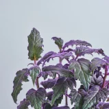 MS141k_0062_MS14 62