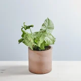 Syngonium confetti