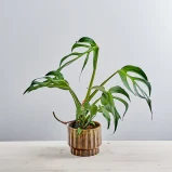 Monstera burle marx flame