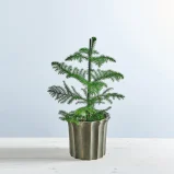Araukaria wyniosła (araucaria heterophylla)