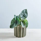 Alokazja nebula silver compacta (alocasia)