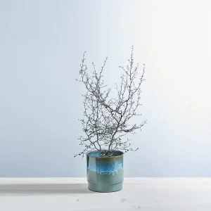 Corokia cotoneaster