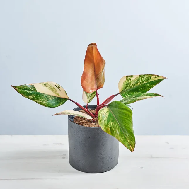 Philodendron strawberry shake