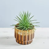 Agawa stricta nana (agave)