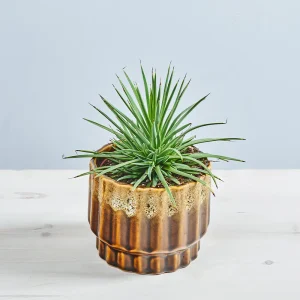 Agawa stricta nana (agave)