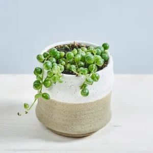 Senecio rowleyanus variegata (starzec rowleya)