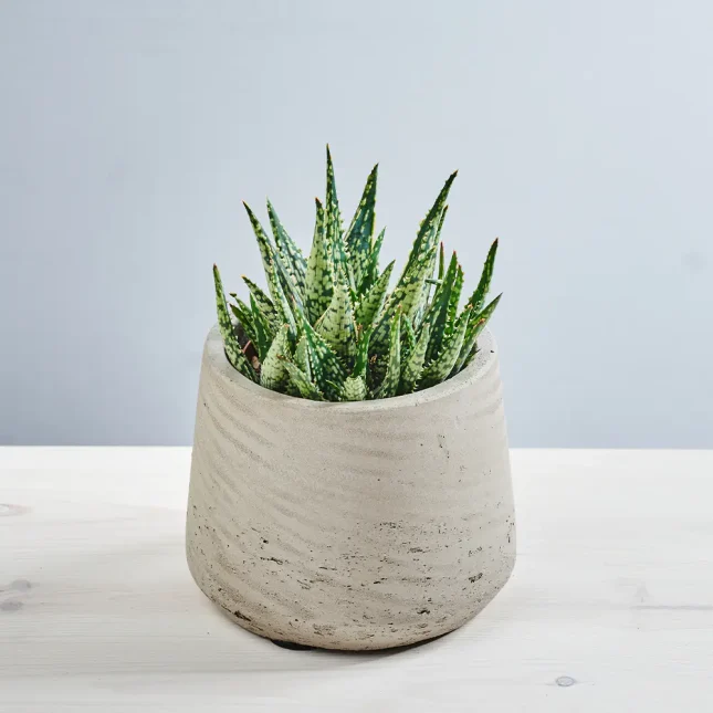 Aloes aristata tiki reef