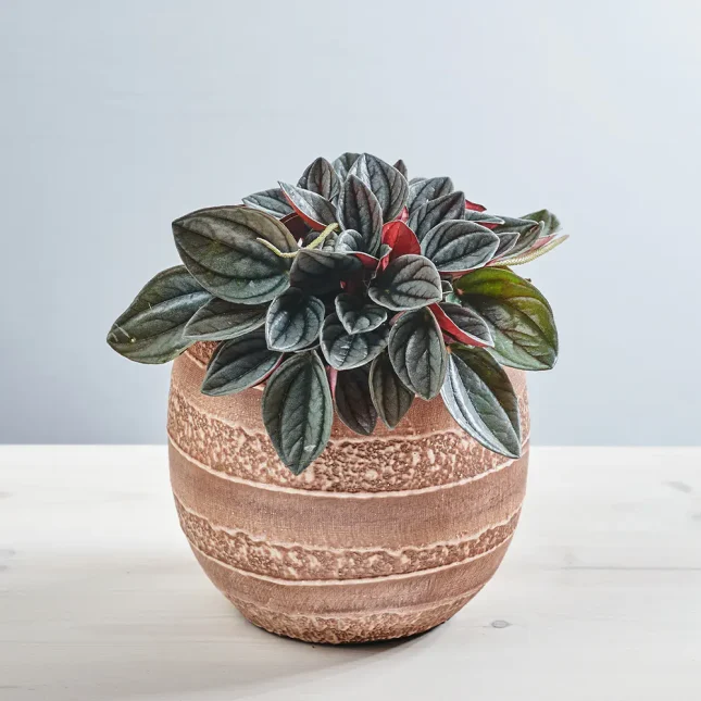MS171k_0047_MS17 48 Peperomia santorini