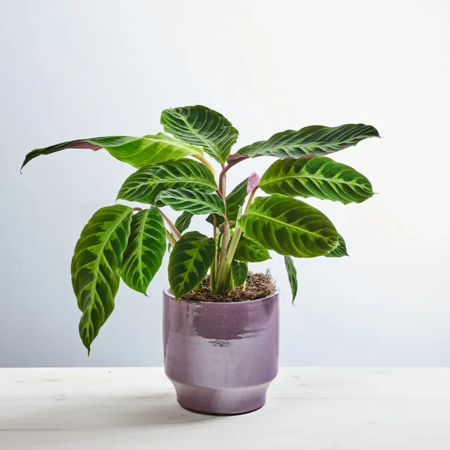 MS171k_0059_MS17 60 Calathea warscewiczii
