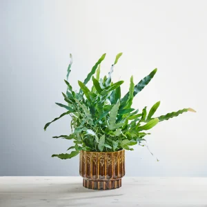 Phlebodium blue star