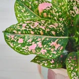 MS181k_0040_MS18 40