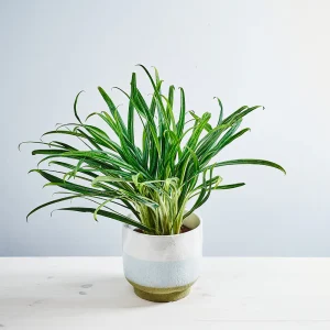 Aglaonema bitkiss
