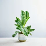 Aglaonema silver frost