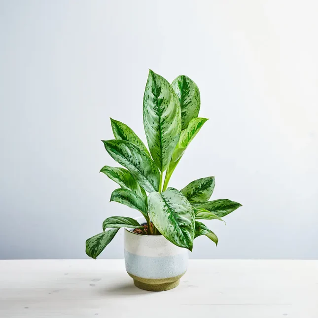 MS191k_0032_MS19 32 Aglaonema silver frost