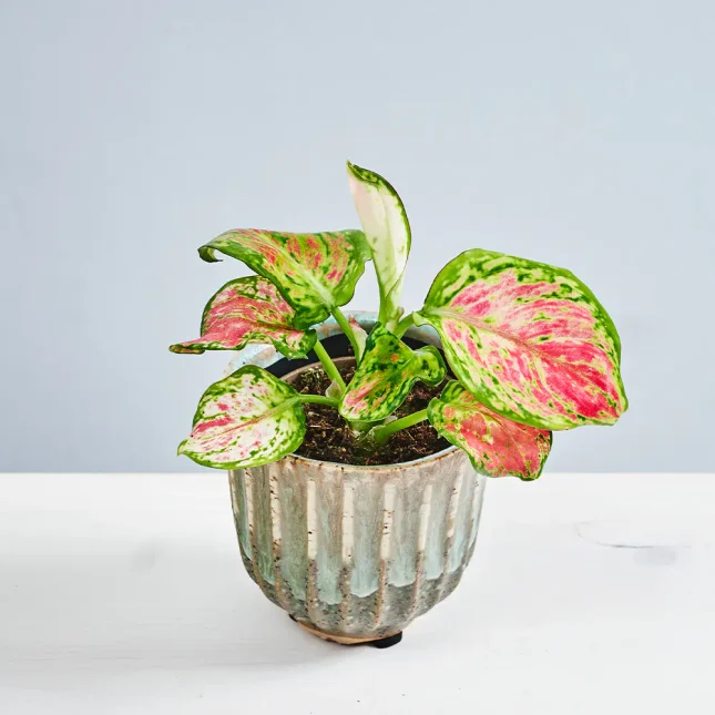 Aglaonema pinky promise baby