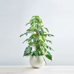 Epipremnum pinnatum variegata