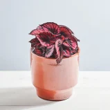 Begonia Red Kiss