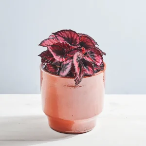 Begonia Red Kiss