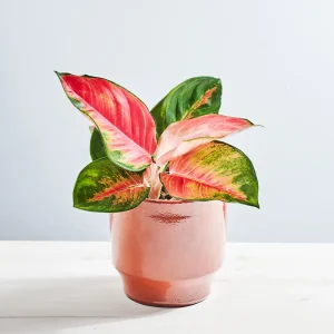 Aglaonema chili red
