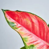 MS201k_0010_MS20 10
