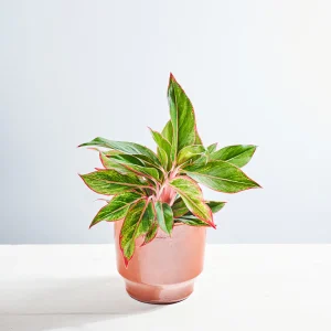 Aglaonema jungle red