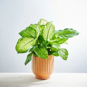 Dieffenbachia seguine Avocado